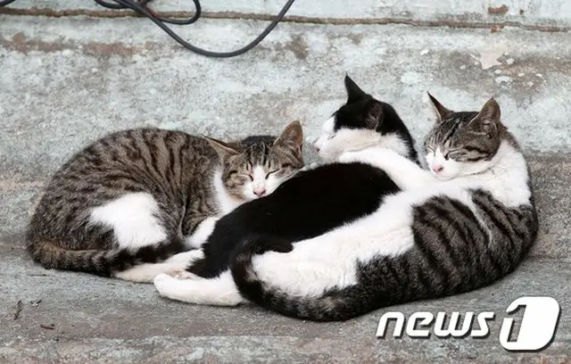 韓国で猫が新型コロナ感染、救助者と施設関係者は「陰性」と判明＝防疫当局「動物からヒトに感染の可能性、低い」（画像提供:wowkorea）