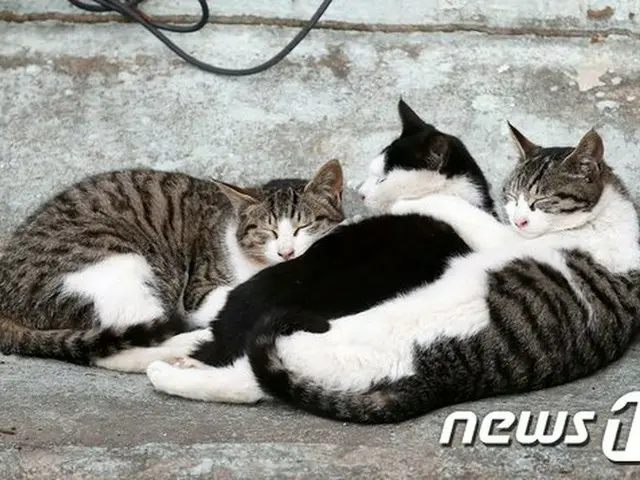 韓国で猫が新型コロナ感染、救助者と施設関係者は「陰性」と判明＝防疫当局「動物からヒトに感染の可能性、低い」（画像提供:wowkorea）