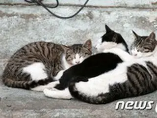 韓国で猫が新型コロナ感染、救助者と施設関係者は「陰性」と判明＝防疫当局「動物からヒトに感染の可能性、低い」