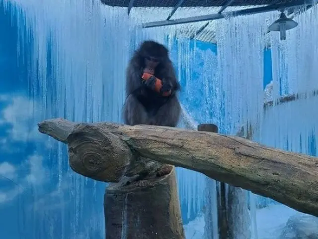 「動物園が地獄だ」韓国・大邱の動物園で動物虐待か…ネット上で物議＝氷柱だらけの飼育場に猿を放置（画像提供:wowkorea）