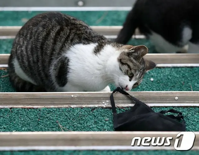 ソウル市で新型コロナに感染した一家が飼っていた猫から「陽性」反応、嘔吐や活動低下の症状（画像提供:wowkorea）