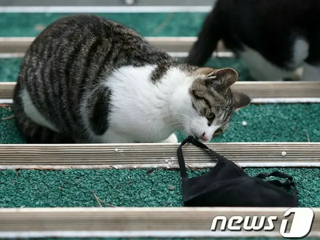 ソウル市で新型コロナに感染した一家が飼っていた猫から「陽性」反応、嘔吐や活動低下の症状（画像提供:wowkorea）