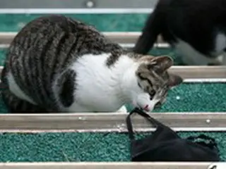 ソウル市で新型コロナに感染した一家が飼っていた猫から「陽性」反応、嘔吐や活動低下の症状