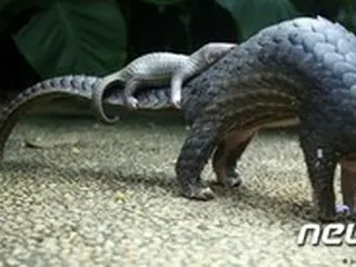 WHO「コロナの中間宿主はセンザンコウではなくウサギかイタチアナグマ」