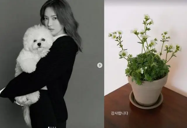 女優ソン・ヘギョ、美貌は真似できないけど...かわいい鉢植えギフト認証（画像提供:wowkorea）