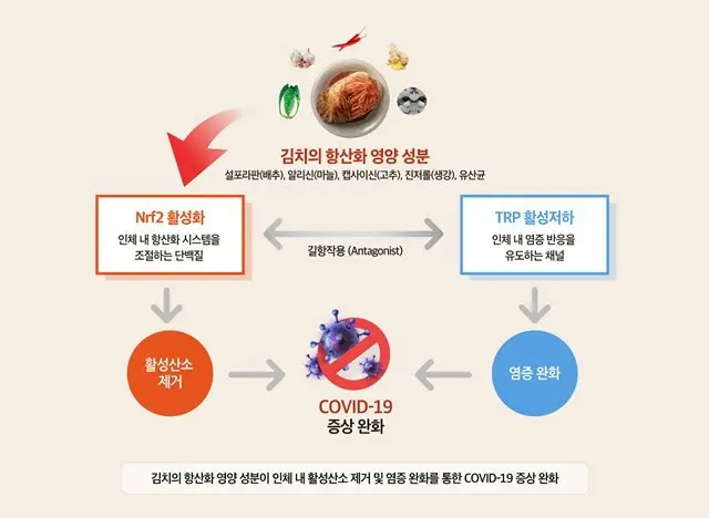 世界キムチ研究所による研究結果の図（画像提供:wowkorea）