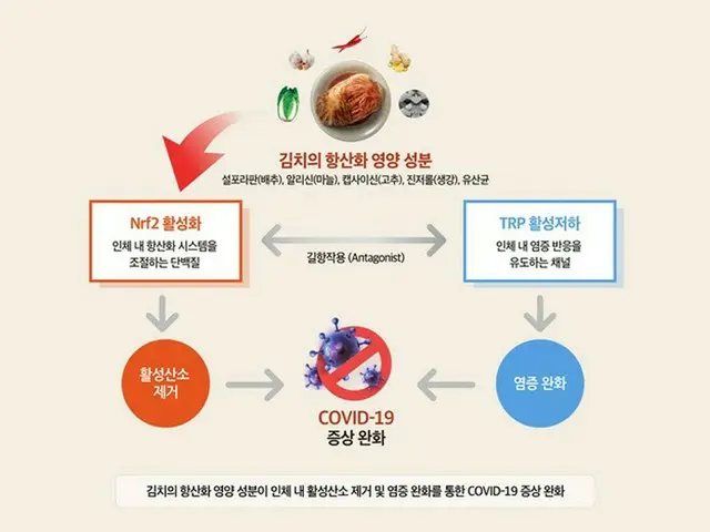世界キムチ研究所による研究結果の図（画像提供:wowkorea）