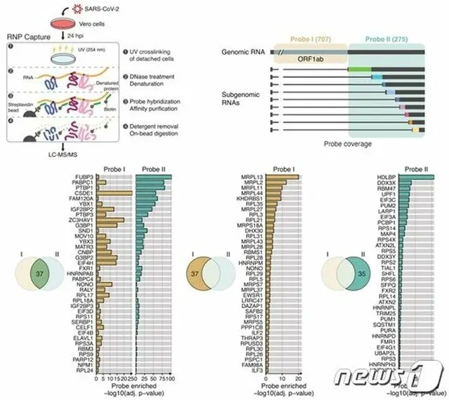 韓国研究陣、コロナウイルス抑制するタンパク質を発見（画像提供:wowkorea）