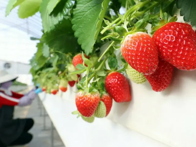 農村振興庁国立園芸特作科学院の温室でイチゴを収穫する様子（画像提供:wowkorea）