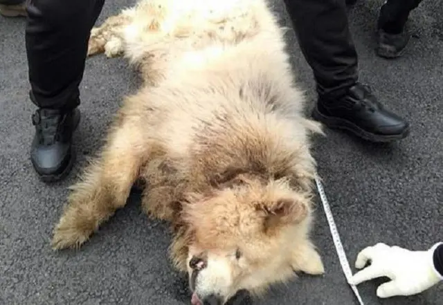 野山を散歩中の女性、犬に噛まれて死亡…女性が動かなくなるまで離さず＝韓国（画像提供:wowkorea）