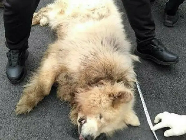 野山を散歩中の女性、犬に噛まれて死亡…女性が動かなくなるまで離さず＝韓国（画像提供:wowkorea）