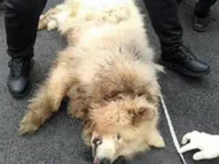 野山を散歩中の女性、犬に噛まれて死亡…女性が動かなくなるまで離さず＝韓国