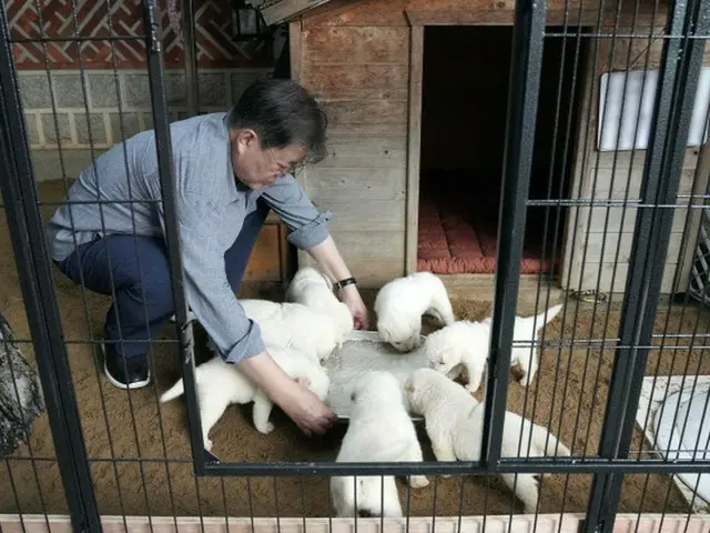 元セヌリ党の国会議員、「愛犬の世話する文大統領」の写真投稿し「鉄柵の中が平穏に見える」＝”毒舌”超えているとの声も（画像提供:wowkorea）