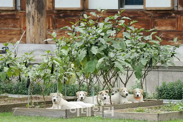 「豊山犬の子犬7匹を地方自治体に譲渡する」＝文在寅大統領（画像提供:wowkorea）