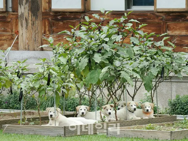 「豊山犬の子犬7匹を地方自治体に譲渡する」＝文在寅大統領（画像提供:wowkorea）
