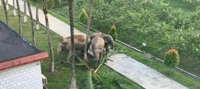 雲南省シーサンパンナ・タイ族自治州の国境検問所に「アジアゾウ」3頭が出没　ラオスから越境か＝中国報道（画像提供:wowkorea）