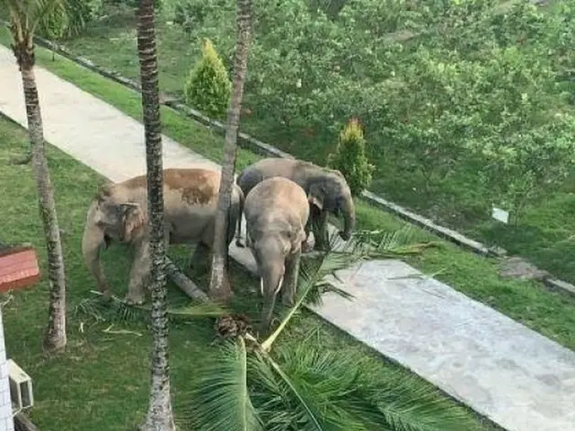 雲南省シーサンパンナ・タイ族自治州の国境検問所に「アジアゾウ」3頭が出没　ラオスから越境か＝中国報道（画像提供:wowkorea）