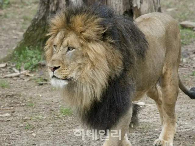 米国の動物園でライオン・トラ9頭が新型コロナに感染（画像提供:wowkorea）