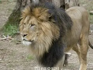米国の動物園でライオン・トラ9頭が新型コロナに感染