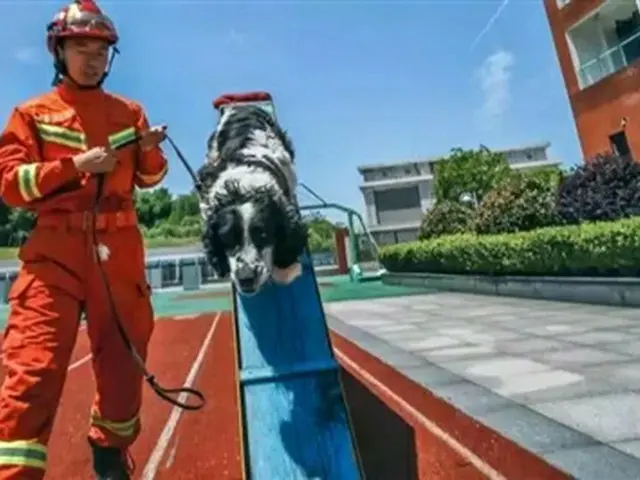 四川省「汶川地震」で13人の命を救った救助犬「ビンジエ」が亡くなる＝中国報道（画像提供:wowkorea）