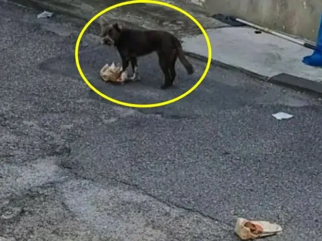 「配達員のせい」？デリバリー注文したハンバーガーを「野良犬に食べられる」…当事者が怒り＝韓国（画像提供:wowkorea）