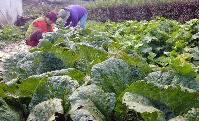 国産価格の高騰防止…野菜原産地の取り締りを強化＝韓国