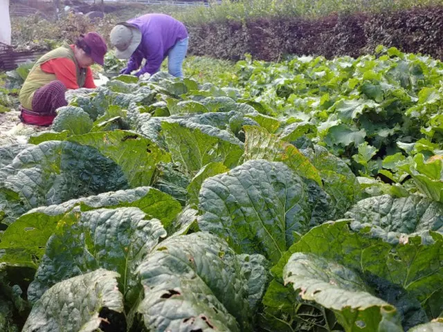 国産価格の高騰防止…野菜原産地の取り締りを強化＝韓国