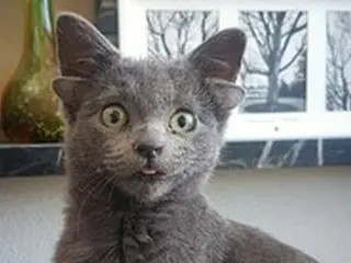 「神話の中の妖精みたい」、4つの耳をもつ猫がワールドスターに＝トルコ