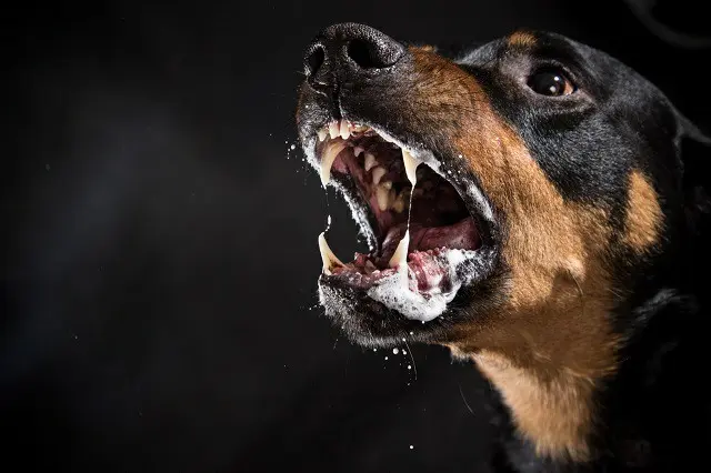 骨が露出する大けが…ドッグランで大型犬に噛まれる事故も飼い主は「補償する能力がない」と訴え＝韓国（画像提供:wowkorea）