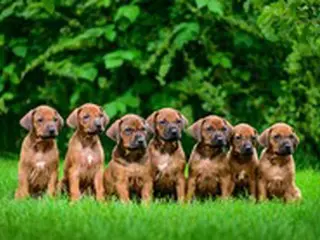 中国 35歳女性飛び降り自殺…ノーリードでの犬の散歩でトラブル＝中国報道