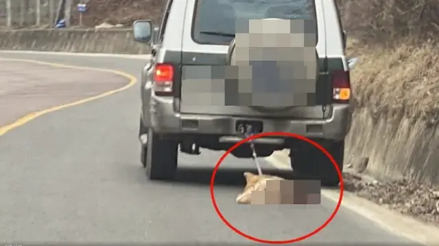 車で犬引きずった運転手に執行猶予付き判決、「犬に運動させようと…殺意はなかった」=韓国（画像提供:wowkorea）