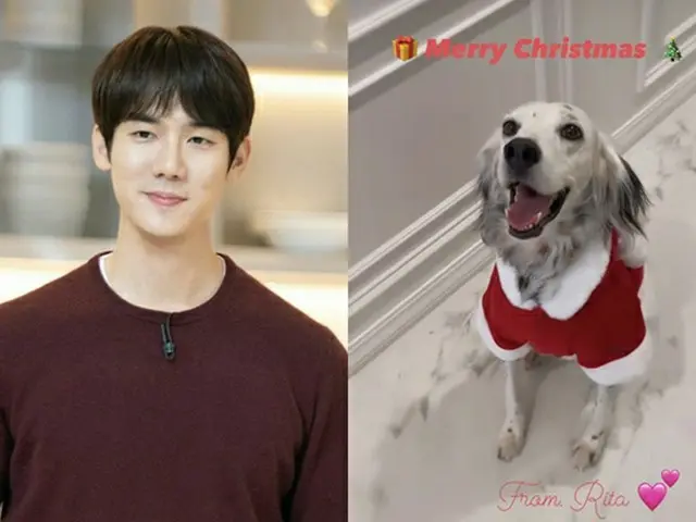 俳優ユ・ヨンソク、保護した犬と過ごす初めてのクリスマス…愛犬は「おめかし」（画像提供:wowkorea）