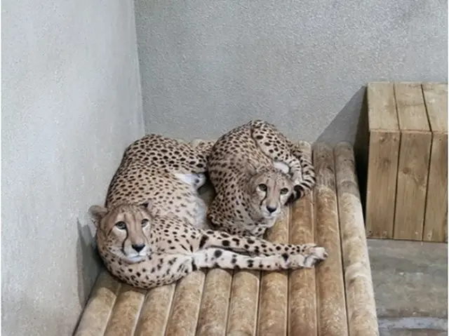 多摩動物公園からやって来た2頭のチーター（ソウル大公園提供）＝（聯合ニュース）≪転載・転用禁止≫