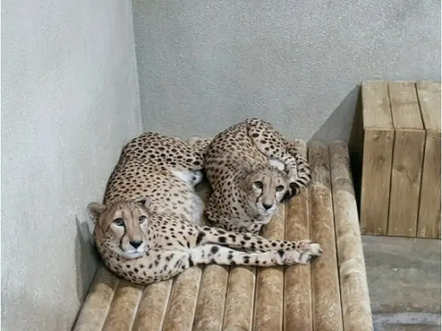 多摩動物公園からやって来た2頭のチーター（ソウル大公園提供）＝（聯合ニュース）≪転載・転用禁止≫