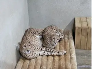 ソウル大公園　多摩動物公園から雌チーター2頭迎える