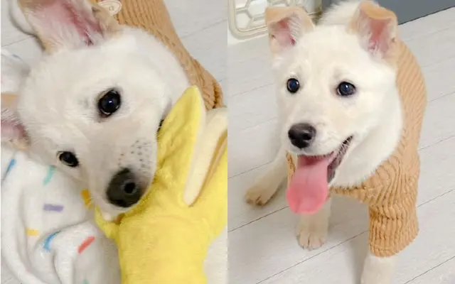 元日の凍りついた川で大きな石に縛り付けられていた子犬、元気な近況を公開＝韓国（画像提供:wowkorea）
