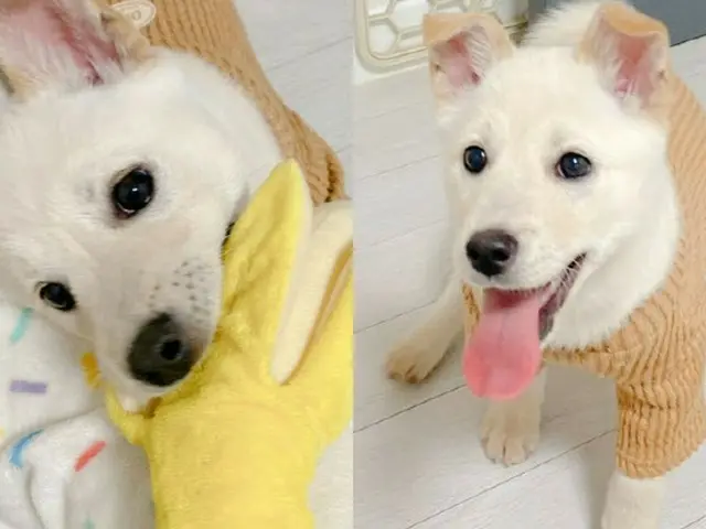 元日の凍りついた川で大きな石に縛り付けられていた子犬、元気な近況を公開＝韓国（画像提供:wowkorea）