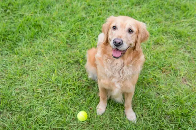 「伴侶犬を探す」と言って数千万ウォンをだまし取った探偵＝韓国（画像提供:wowkorea）