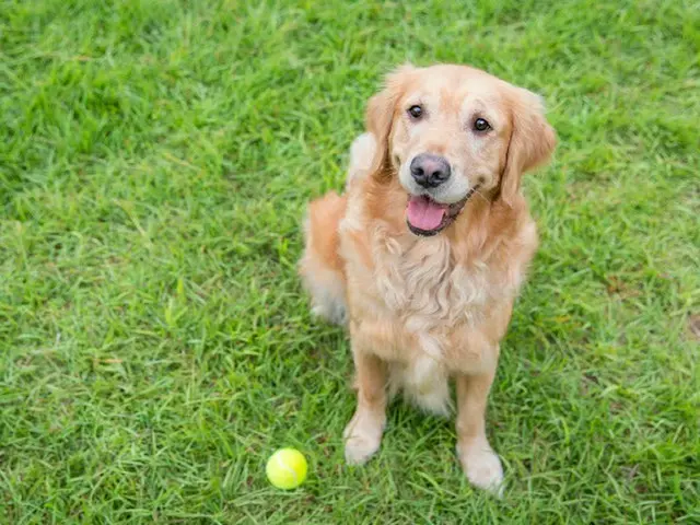 「伴侶犬を探す」と言って数千万ウォンをだまし取った探偵＝韓国（画像提供:wowkorea）