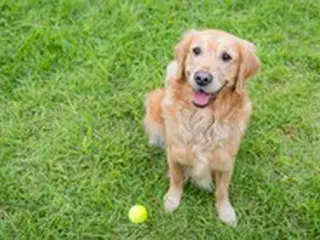 「伴侶犬を探す」と言って数千万ウォンをだまし取った探偵＝韓国