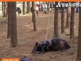 イ・ビョンホンの事務所代表、動物虐待を糾弾…「ドラマ『太宗イ・バンウォン』のような演出者とは仕事しない！」