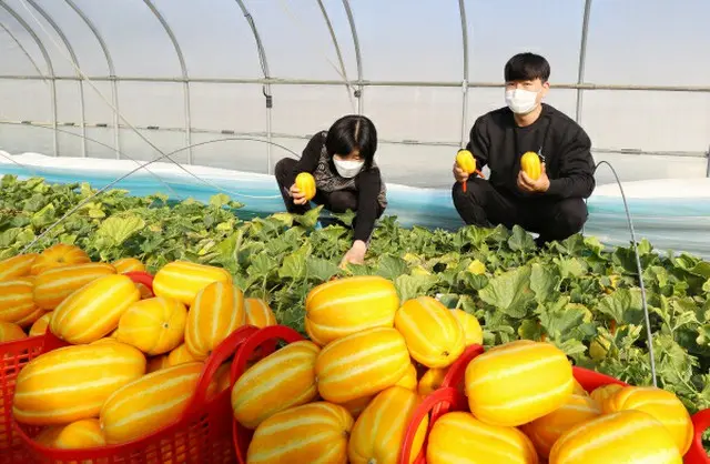 韓国のチャメ（マクワウリ）、輸出額4年間で年平均1.8%減「認知度が低いため」＝韓国（画像提供:wowkorea）