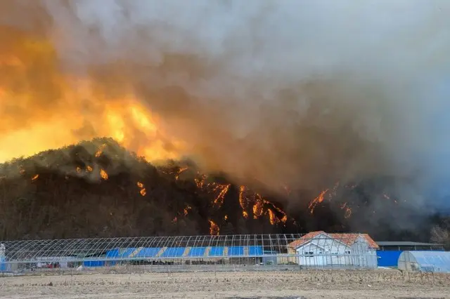 韓国東部で大規模な山火事…近くに原子力発電所も（画像提供:wowkorea）