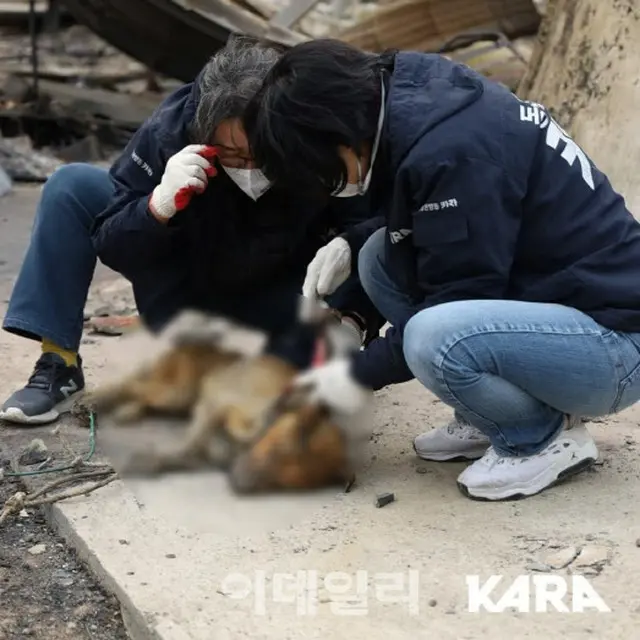 災害のたびに取り残される動物たち…燃える家にぽつんと＝韓国報道（画像提供:wowkorea）