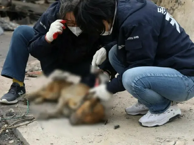 災害のたびに取り残される動物たち…燃える家にぽつんと＝韓国報道（画像提供:wowkorea）