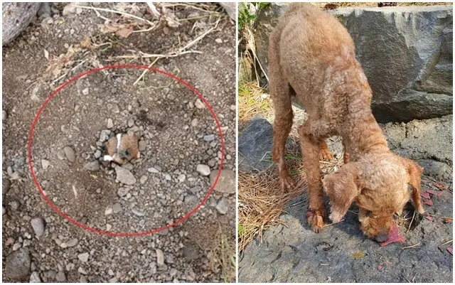 プードルを生き埋めにした飼い主が警察に自首…「犬が苦しそうだったので埋めた」＝韓国済州市（画像提供:wowkorea）