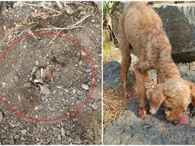 プードルを生き埋めにした飼い主が警察に自首…「犬が苦しそうだったので埋めた」＝韓国済州市（画像提供:wowkorea）