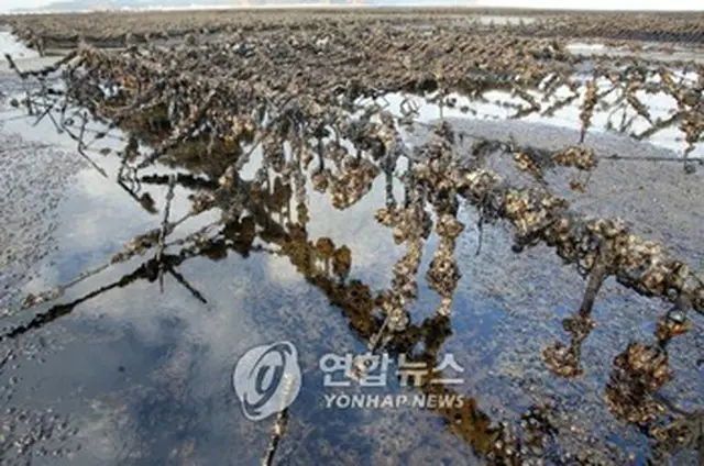 廃墟と化したカキ養殖場＝9日、泰安（聯合）