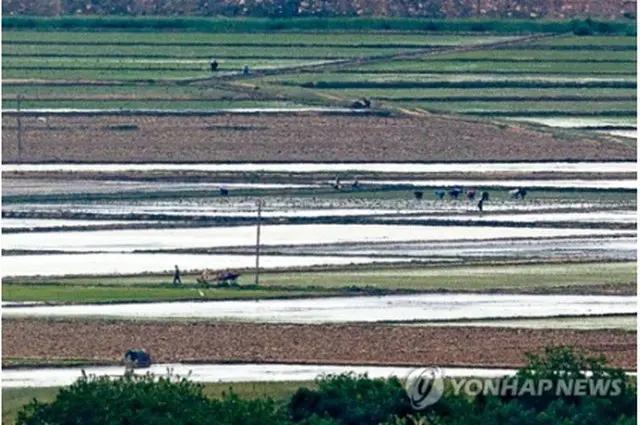 南北軍事境界線に近い京畿道・坡州の烏頭山統一展望台から見た北朝鮮の農村で住民が田植えをしている＝（聯合ニュース）