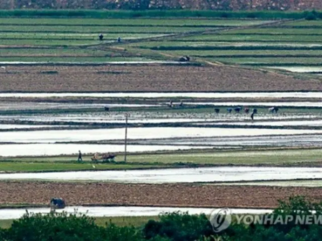 南北軍事境界線に近い京畿道・坡州の烏頭山統一展望台から見た北朝鮮の農村で住民が田植えをしている＝（聯合ニュース）